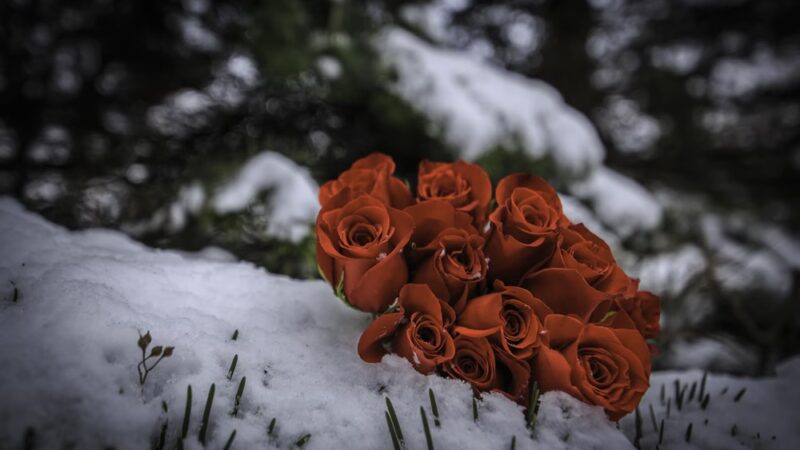 Castle Park - Vernon Hills, IL