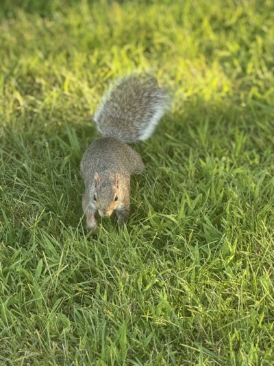 Century Park Pavilion - Vernon Hills, IL