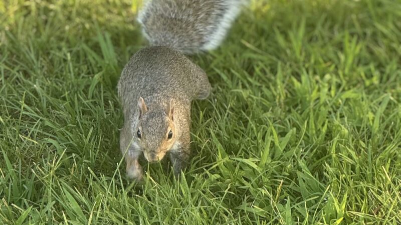 Century Park Pavilion - Vernon Hills, IL