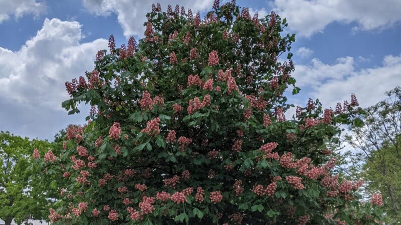 Cynthia T. Peterson Park - Vernon Hills, IL