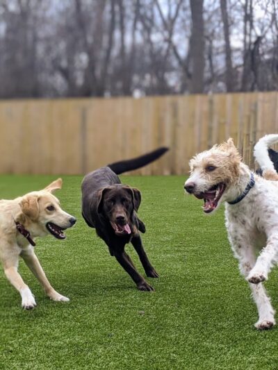 Dogstyle Inc. - Vernon Hills, IL