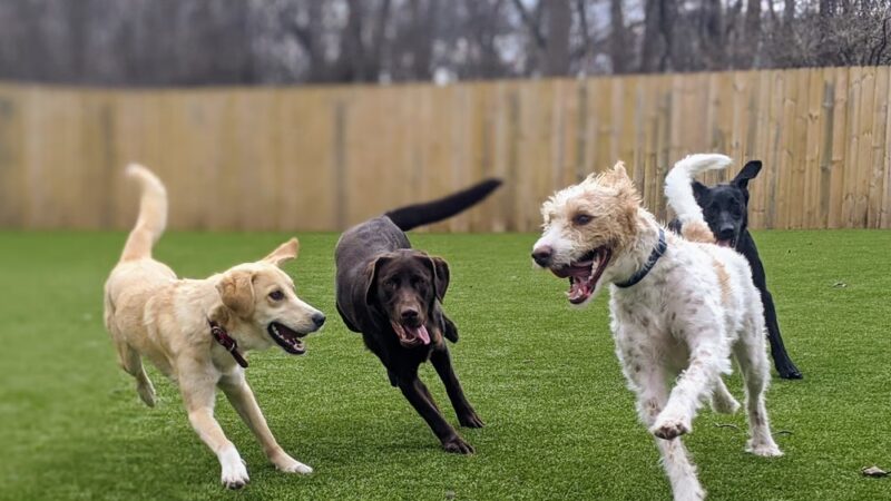 Dogstyle Inc. - Vernon Hills, IL