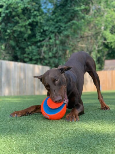 Dogstyle Inc. - Vernon Hills, IL