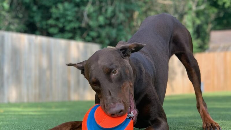 Dogstyle Inc. - Vernon Hills, IL