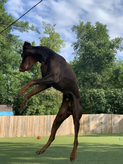 Dogstyle Inc. - Vernon Hills, IL