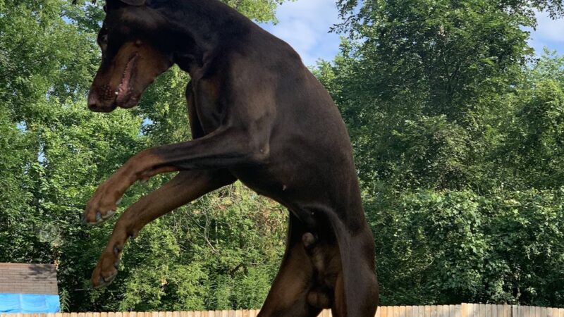 Dogstyle Inc. - Vernon Hills, IL