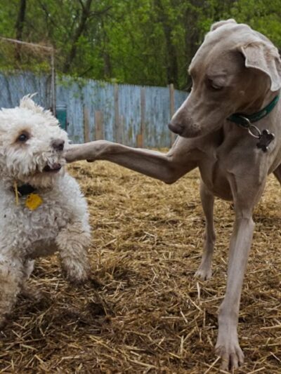 Dogstyle Inc. - Vernon Hills, IL