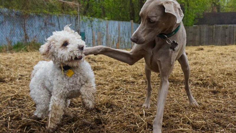 Dogstyle Inc. - Vernon Hills, IL