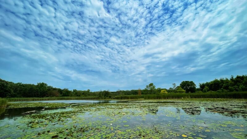 Half Day Forest Preserve - Vernon Hills, IL