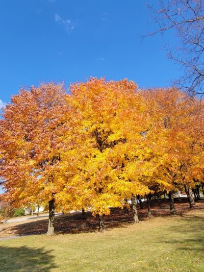 Playground - Vernon Hills, IL