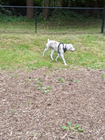 Archie Dass Dog Park - Vernonia, OR