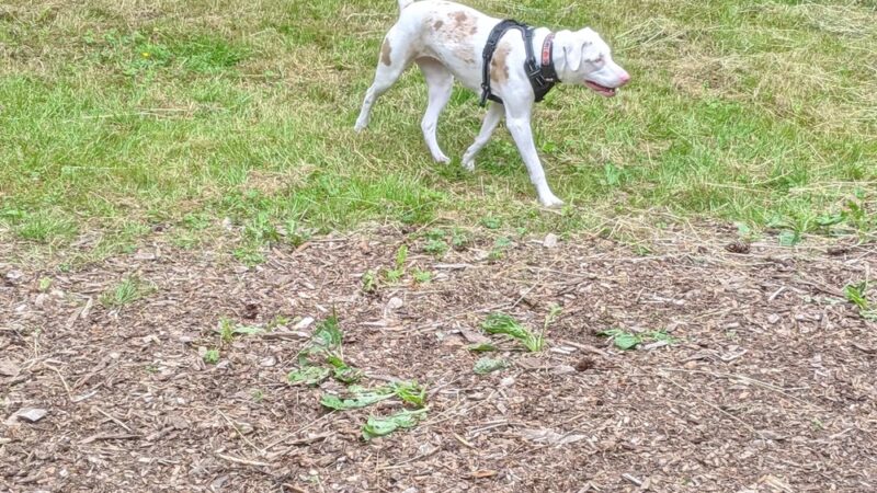 Archie Dass Dog Park - Vernonia, OR