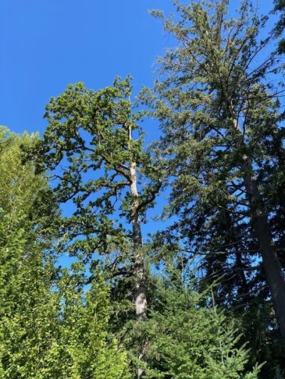 Archie Dass Dog Park - Vernonia, OR
