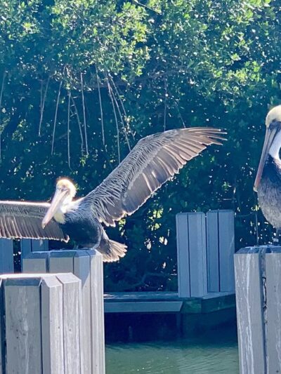 MacWilliams Park, Boat ramp, and Dog Park - Vero Beach, FL
