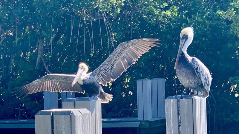 MacWilliams Park, Boat ramp, and Dog Park - Vero Beach, FL