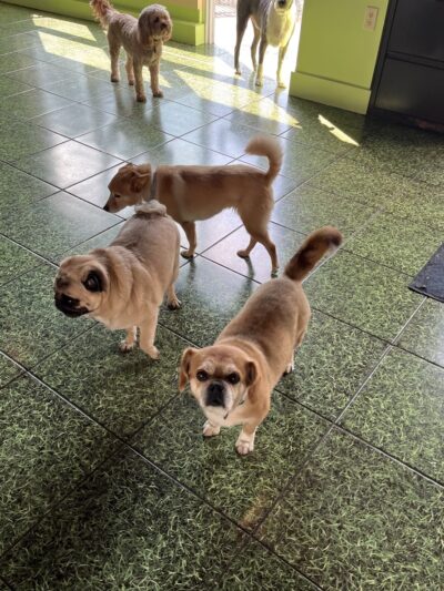 Four Paws Stay & Play - Verona, NJ