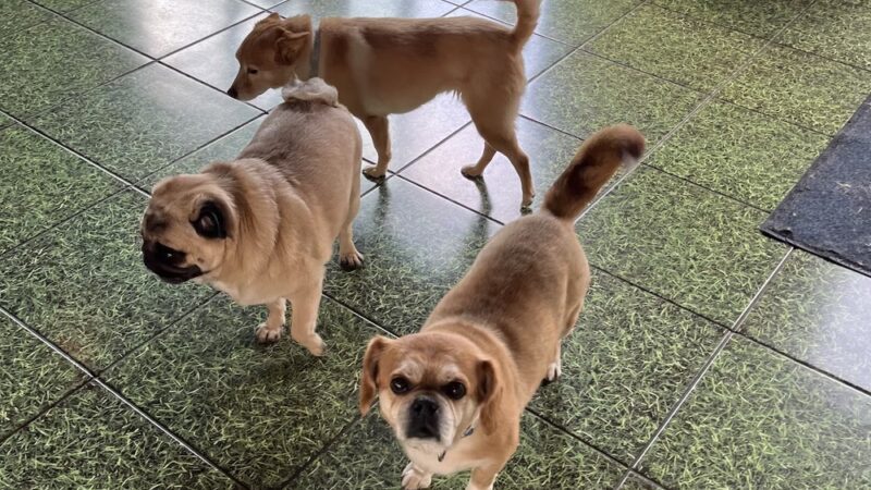 Four Paws Stay & Play - Verona, NJ