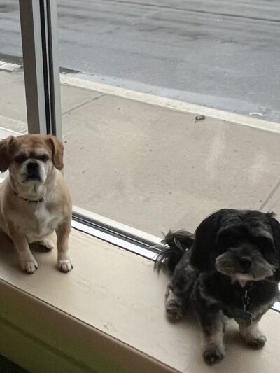 Four Paws Stay & Play - Verona, NJ