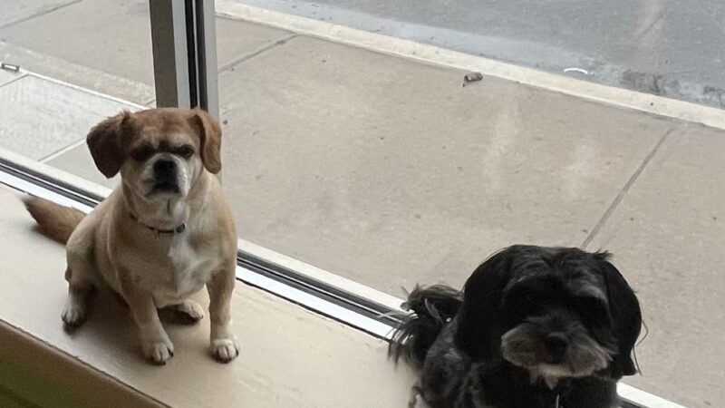 Four Paws Stay & Play - Verona, NJ