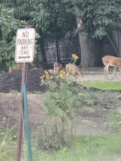 Verona Park Parking - Verona, NJ