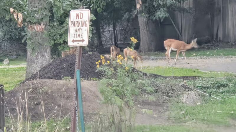 Verona Park Parking - Verona, NJ