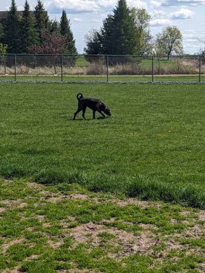 Vesper Public Dog Park - Vesper, WI