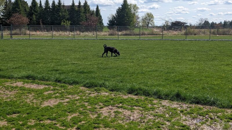 Vesper Public Dog Park - Vesper, WI