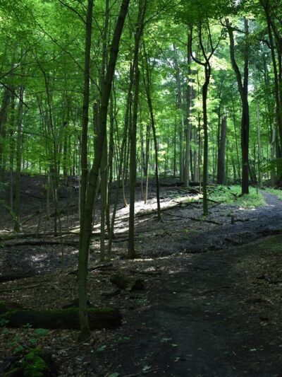 Fishers Park - Victor, NY