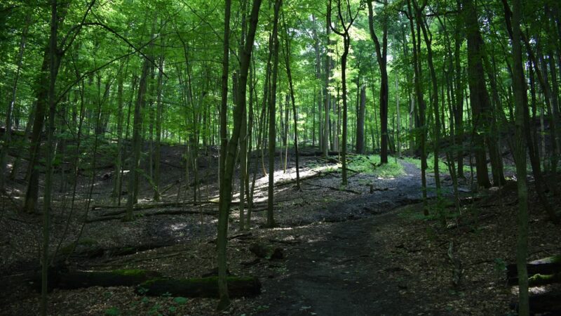 Fishers Park - Victor, NY