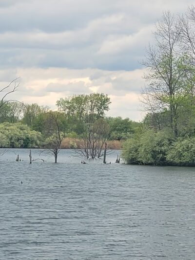 Snakeden Hollow - State Fish & Wildlife Area - Victoria, IL