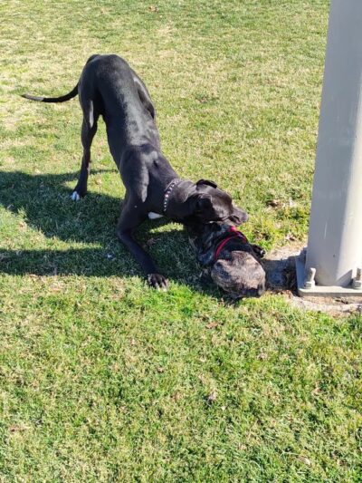 Center Street Park - Victorville, CA