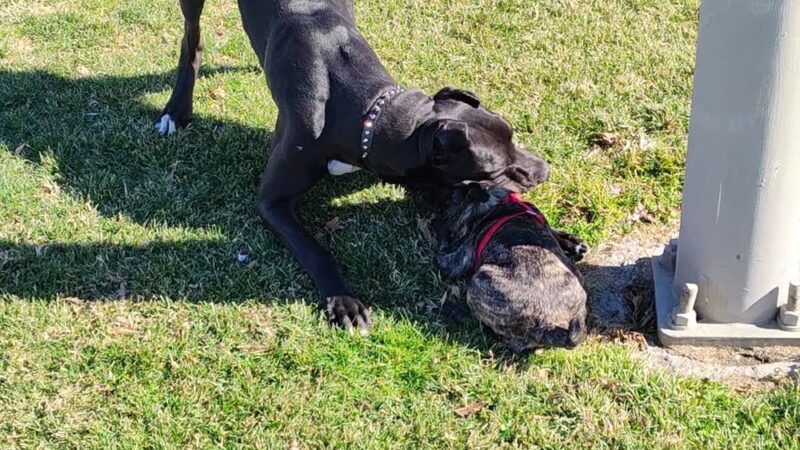 Center Street Park - Victorville, CA