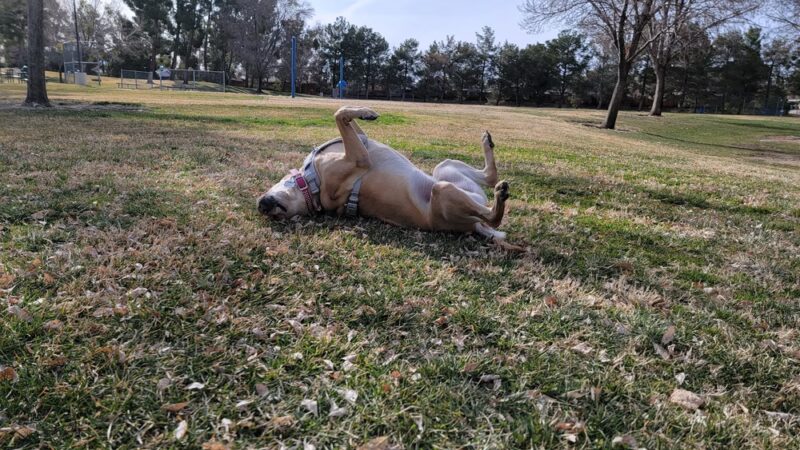Doris Davies Park - Victorville, CA