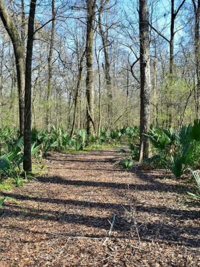 Bayou Cocodrie National Wildlife Refuge - Vidalia, LA