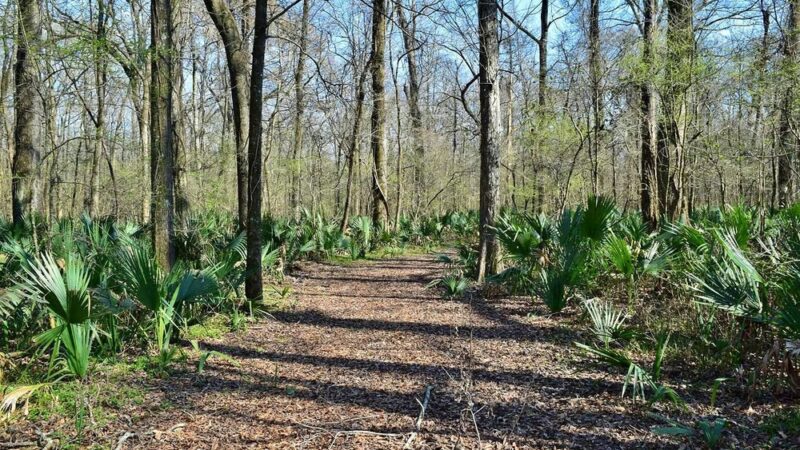 Bayou Cocodrie National Wildlife Refuge - Vidalia, LA