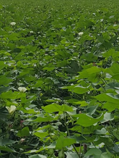 Bayou Cocodrie National Wildlife Refuge - Vidalia, LA