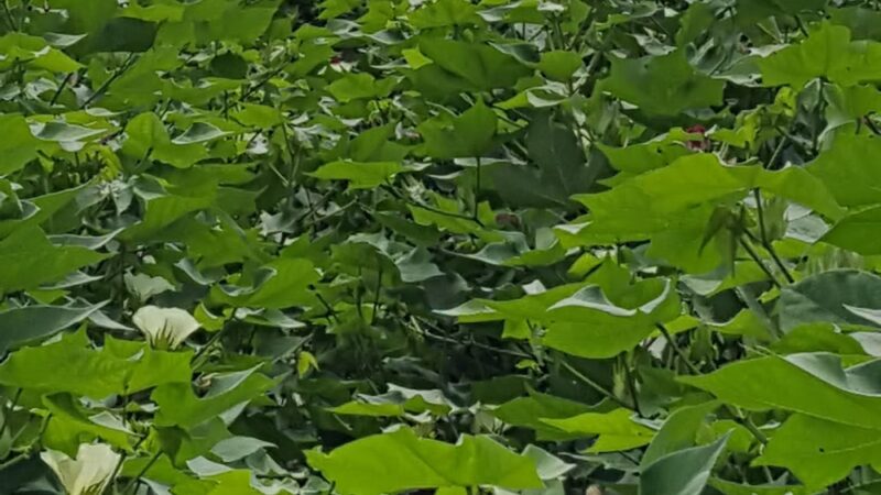 Bayou Cocodrie National Wildlife Refuge - Vidalia, LA