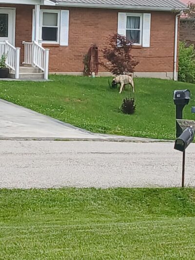 Vine Grove Dog Park - Vine Grove, KY