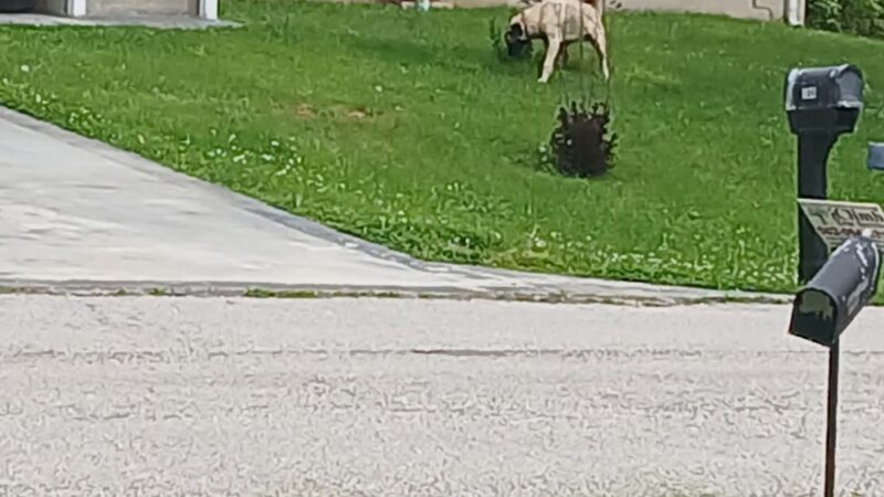 Vine Grove Dog Park - Vine Grove, KY