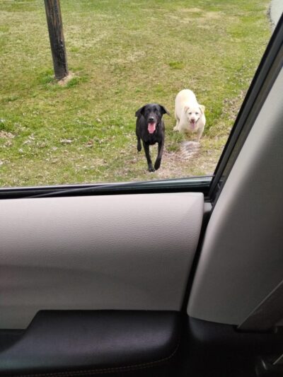 Vine Grove Dog Park - Vine Grove, KY