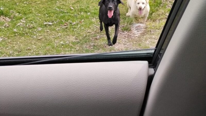 Vine Grove Dog Park - Vine Grove, KY