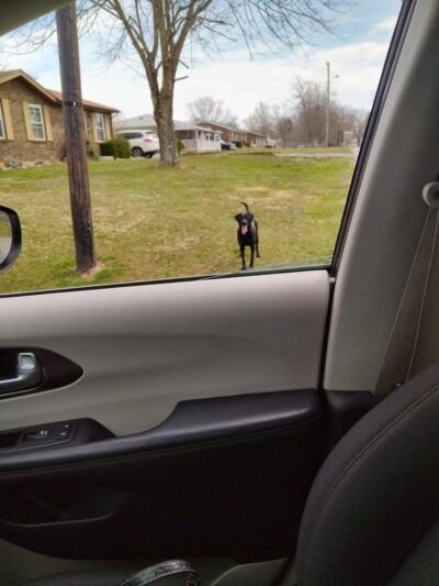 Vine Grove Dog Park - Vine Grove, KY