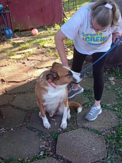 Vine Grove Dog Park - Vine Grove, KY