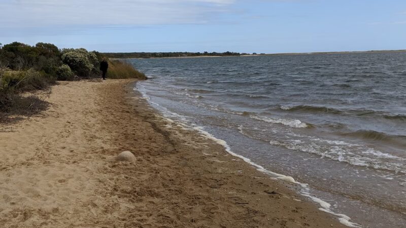 Hiking trail - Vineyard Haven, MA