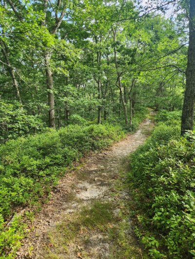 Tisbury Meadow Preserve - Vineyard Haven, MA