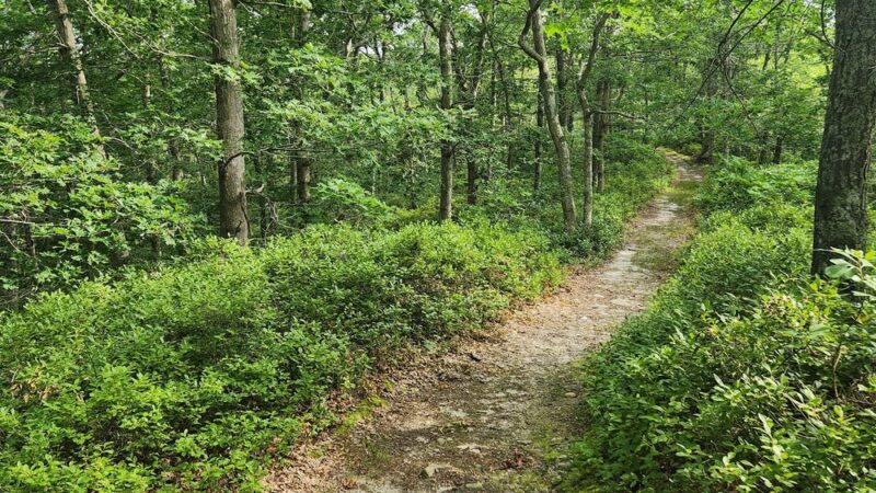 Tisbury Meadow Preserve - Vineyard Haven, MA