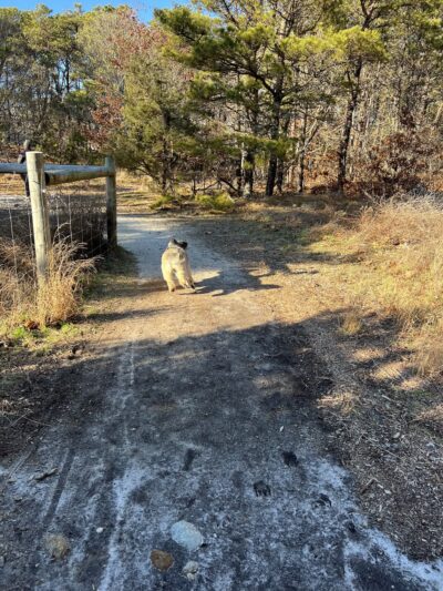 Trade Winds Field Trailhead - Vineyard Haven, MA
