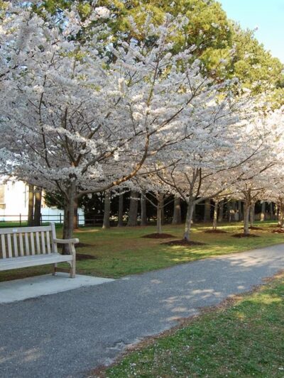 Red Wing Park - Virginia Beach, VA