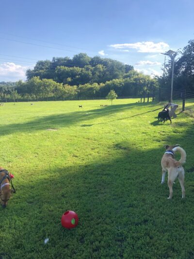 Viroqua Bark Park - Viroqua, WI