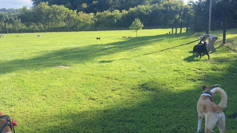 Viroqua Bark Park - Viroqua, WI